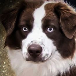 Ginger - Miniature Australian Shepherd