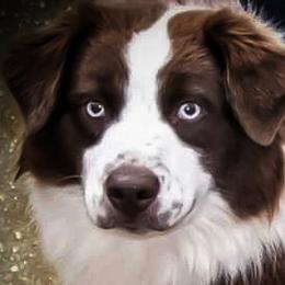 Ginger - Miniature Australian Shepherd