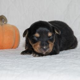 James Taylor - Black tri-color male Australian Shepherd puppy in Bristol, New Hampshire from NewFound Lake Aussies
