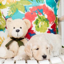 Goldendoodles from Alpine Angel Puppies