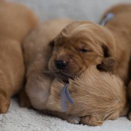 Coriander - Golden male Golden Retriever puppy in Payette, Idaho from Stonewick Retrievers