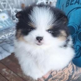 Gemini - Black parti male Pomeranian puppy in Oologah, Oklahoma from GG's Pomeranians
