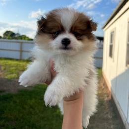 Simba - Orange parti male Pomeranian puppy in Nashville, Arkansas from Cuddles n Curls