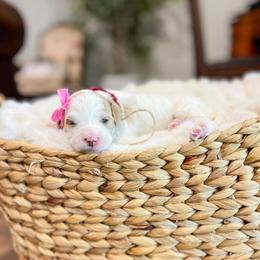 Cherry Bomb - Parti female Goldendoodle puppy in Sulphur, Louisiana from Curly Q’s Of Carlyss