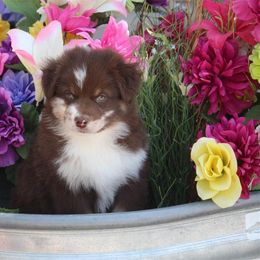 Australian Shepherd and Miniature Australian Shepherd Puppies from Canyon Creek Aussies