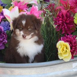 Australian Shepherd and Miniature Australian Shepherd Puppies from Canyon Creek Aussies