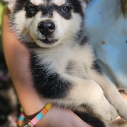 Stoic - Black and white male Pomsky puppy in Franklinton, Louisiana from VooDoux Farms