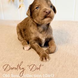 Dorothy (Dot) - Merle female Goldendoodle puppy in Livermore, Colorado from Heritage Hills Family Doodles