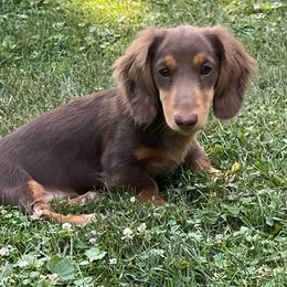 Waylon - Dachshund