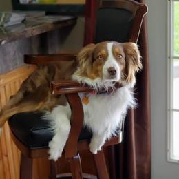 Aussiedoodles and Australian Shepherds from Rockin' Aussie Kennels