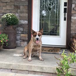 MISSY - Australian Cattle Dog