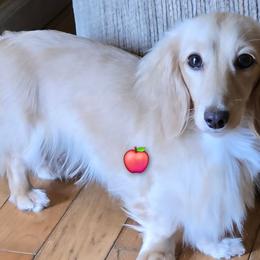 Apple - Dachshund