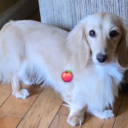 Apple - Dachshund