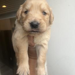 Blue - Golden male Golden Retriever puppy in Jesup, Georgia from Painted Platinum Retrievers (Painted Platinum Kennel) PPK