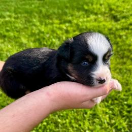 Lily - Black tri female Miniature Australian Shepherd puppy in Mount Carmel, Tennessee from Hill Top Mini Aussies