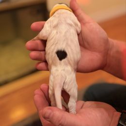 Yellow - Liver and white female German Shorthaired Pointer puppy in Ash Flat, Arkansas from SmokePoint GSPs