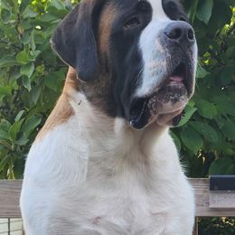 Saint Bernards from Magnolia Hill Saint Bernards