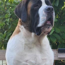 Saint Bernards from Magnolia Hill Saint Bernards