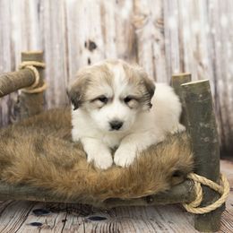 Green Collar (Estes) - White Great Pyrenees puppy in Colorado from EverestSnow Pyrenees