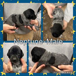 Neptune - Black roan male German Shorthaired Pointer puppy in Pierz, Minnesota from RFP Pointers German Shorthaired Pointers