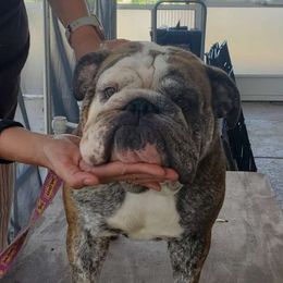 Ms B - Bulldog