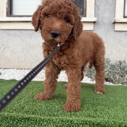 Female 1 - Red  female Poodle puppy in Jurupa Valley, California from gucci_bentleys_goldendoodles