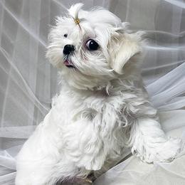 Maltese Puppies from Platinum Dunes Maltese Kennel