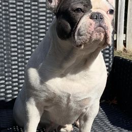 French Bulldogs from Flores Frenchies