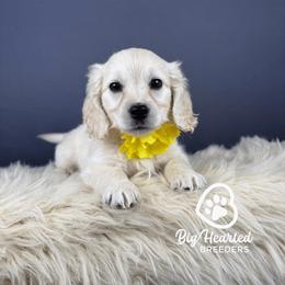 Girl 2 - female Companion Cross puppy in Utah County, Utah from Big Hearted Breeders