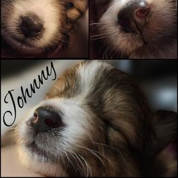 Shetland Sheepdog Puppies from Henotic Homestead's Shetland Sheepdogs