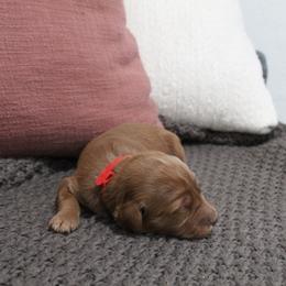 Goldendoodle Puppies from Silver Barn Doodles