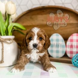 Cavapoo Puppies from Ruby's Cavapoos