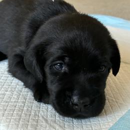 Prince Naveen (Green) - Black male Labrador Retriever puppy in Tiverton, Rhode Island from Our Little Farm