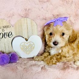Cheska - Red female Maltipoo puppy in West Jordan, Utah from Mid Sized Maltipoos and More LLC