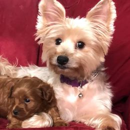 Poodles, Yorkipoos, and Yorkshire Terriers from All My Pooches
