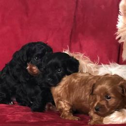 Poodles, Yorkipoos, and Yorkshire Terriers from All My Pooches