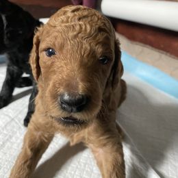Poodle Puppies from Aschenputtel Poodles