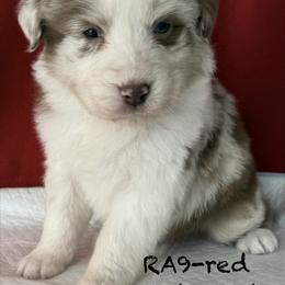 RA9 - Red merle female Australian Shepherd puppy in Ada, Ohio from Windy Hill Aussies
