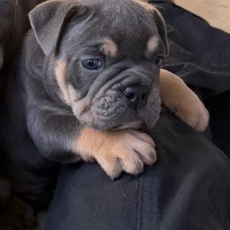 Sanji - Blue tri-color male Bulldog puppy in Hemlock, Michigan from Brady English Bulldogs
