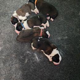 Saint Bernard puppies from Tonya Tate's Saint Bernards