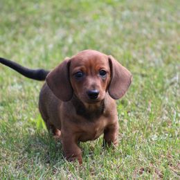 Dachshund Puppies from Mom's Dachshunds