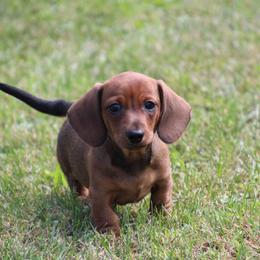 Dachshund Puppies from Mom's Dachshunds