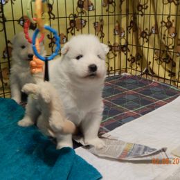 Samoyed Puppies from Rocking S Farm
