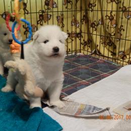 Samoyed Puppies from Rocking S Farm