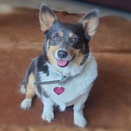 Pembroke Welsh Corgis from Little Reds Corgis