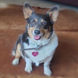 Pembroke Welsh Corgis from Little Reds Corgis