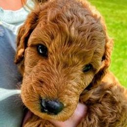 Goldendoodles from Goshen Doodles