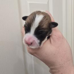 Boy 3 - Fawn male Pembroke Welsh Corgi puppy in Reno, Nevada from PBJ Corgis