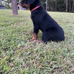 Rottweiler Puppies from Vom Rohrbach Rottweilers