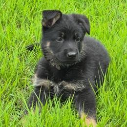German Shepherd puppies from Liberty Shepherds